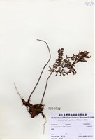 藏品(小膜蓋蕨)的圖片